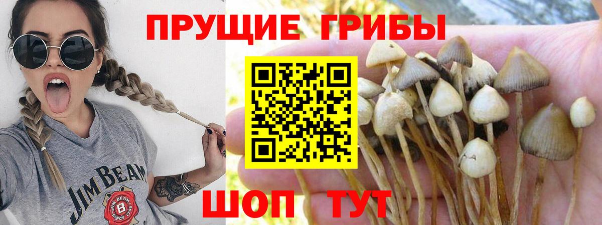 Галлюциногенные грибы Cubensis Урус-Мартан